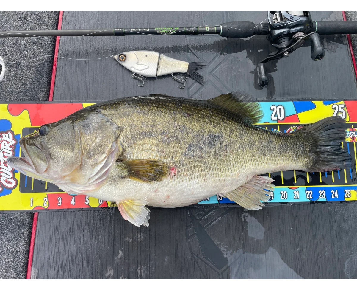 Bass measured on fishing scale board
